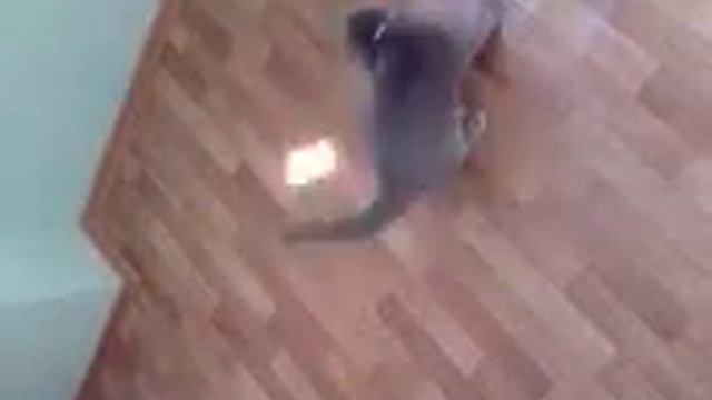 Кошка играет с солнечным зайчиком. смотреть онлайн