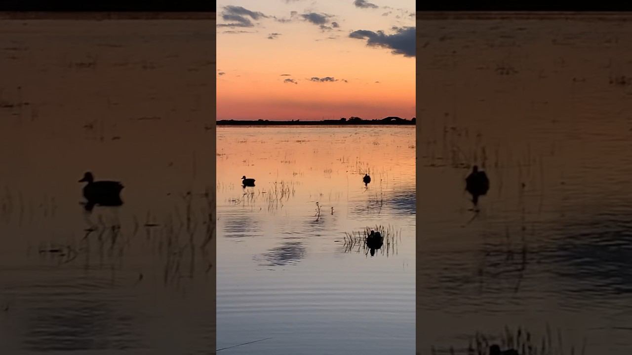 Весенняя охота на селезня, закат, с добычей #охота #hunting #охотанауток смотреть онлайн