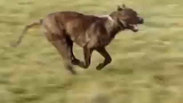 alano espanol play - running смотреть онлайн