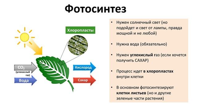 10. Фотосинтез (6 класс) - биология, подготовка к ЕГЭ и ОГЭ 2019 смотреть онлайн
