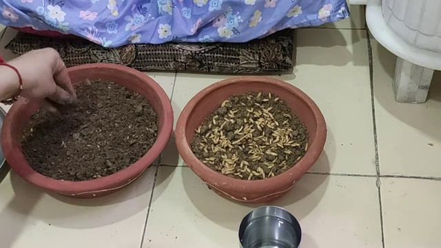 sowing barley seeds by munchkin| seed germination @mom ki pathshala|Festivals of India|navratri 202 смотреть онлайн