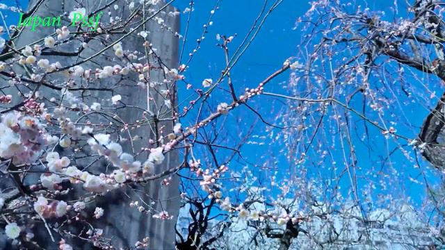 湯島天神 梅まつり tokyo japan 4k 2023 Shrine plum festival 東京 梅 満開 青空 和人形 смотреть онлайн