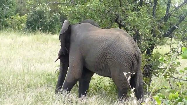 00013 ЮАР Крюгер парк слон смотреть онлайн