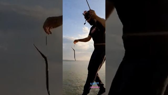 Дикая Природа в Городе и Селе