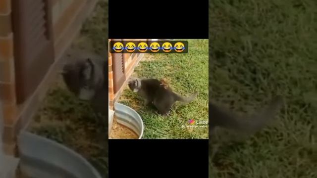 кот и бурундук смотреть онлайн