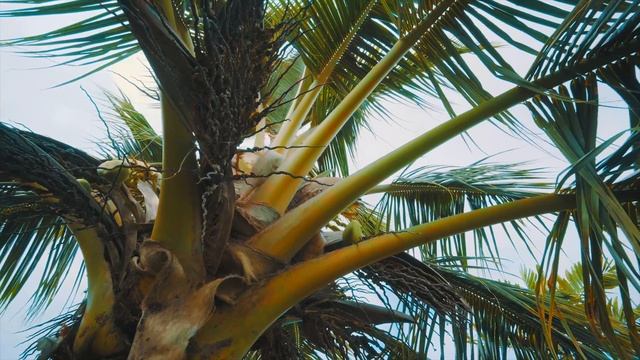 Niu (Coconut) Cocos Nucifera