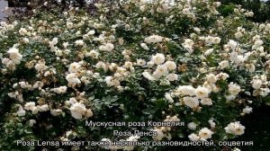 Роза Балерина (Ballerina) и другие мускусные сорта с описанием