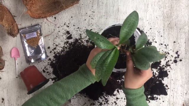Repotting 🌱❤️| Calathea, Money plant & Caladium 😍 смотреть онлайн
