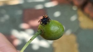 А вы видели как появляется божья коровка? | Этапы развития божьей коровки