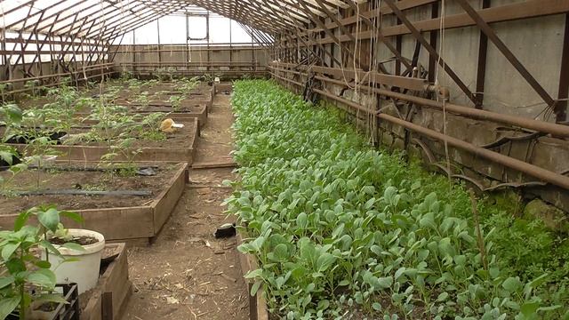 Выращивание капусты. Кила капусты, меры борьбы смотреть онлайн