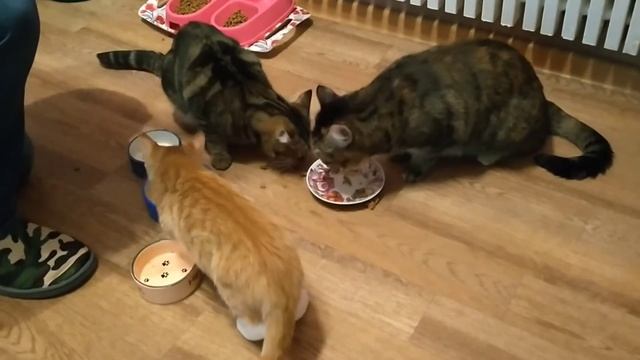 Бездомный рыжий котёнок ищет еду. смотреть онлайн