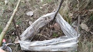 Технический срез павловнии. Когда, как и зачем.