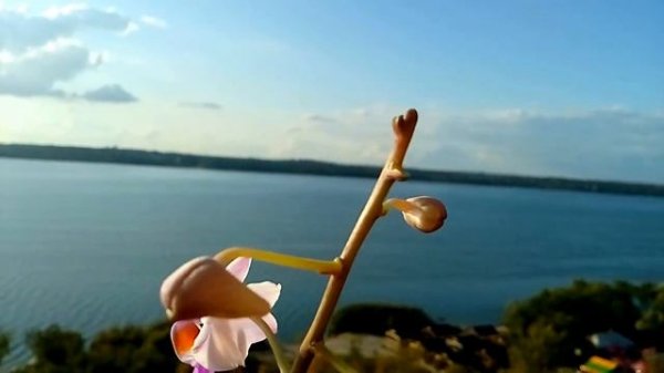 Doritis pulcherrima var. marmorata blooms