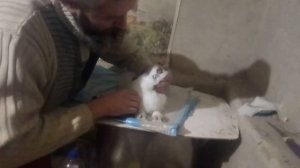 Подрезаем зубы кролику,своими руками！