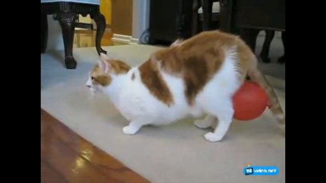 Наэлектризованный кот.mp4 смотреть онлайн