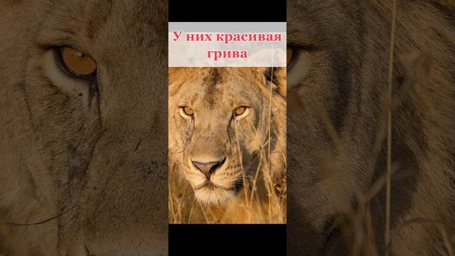 12 фактов о львах смотреть онлайн