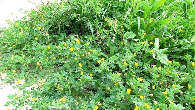 Люцерна(лат. Medicágo) серповидная (жёлтая). цветёт!Кирьят-Ям.Израиль.Kiryat-Yam. Israel. смотреть онлайн