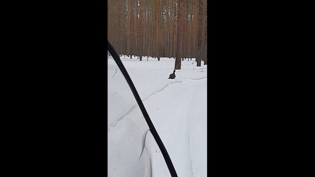 Встреча с Глухарем на снегоходе. смотреть онлайн