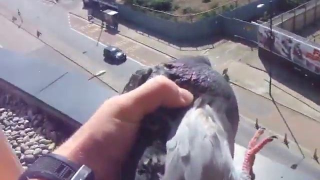 Летучие крысы смотреть онлайн