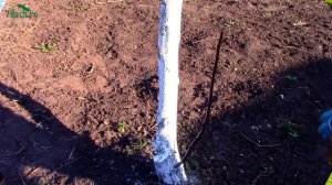 Креолин: обработка плодовых деревьев от вредителей - 7 дач