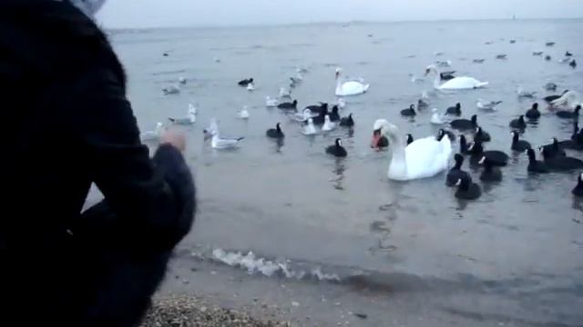 Стая лебедей смотреть онлайн