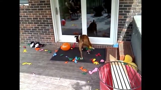 Boxers Biting Balloons смотреть онлайн