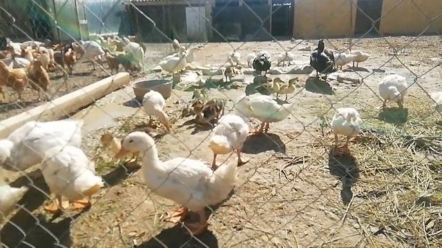 Утки черри-велли