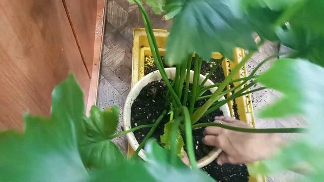 Объединяю Шан гри ла и черенкую монстерку Манки маска.. смотреть онлайн