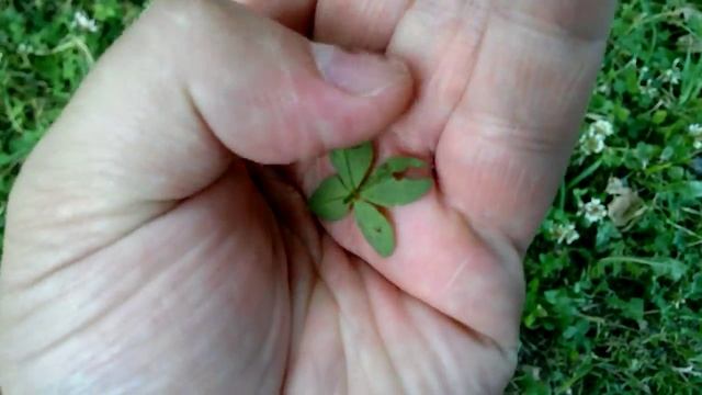 Клевер четырехлистник смотреть онлайн