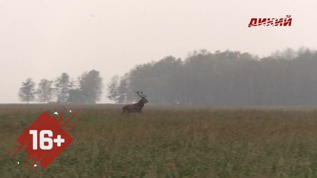 Охота в Беларуси. Осенние загоны смотреть онлайн