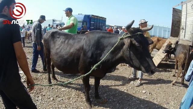 Молбозори Кургонтеппа ( Хочи Шариф ) / Нархои Гови ширти ва гусолаву гуначин / 2019 смотреть онлайн