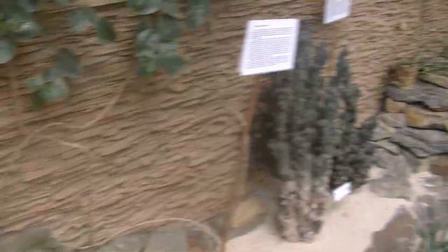 vatravel.ru Зимний сад Бреста (Беларусь) смотреть онлайн