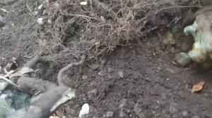 Коп в Крыму