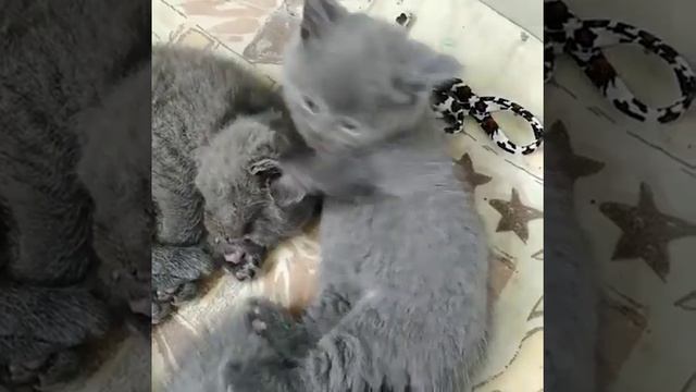 Британские котята смотреть онлайн