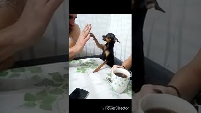 Весёлый Той-терьер. дай пять! смотреть онлайн