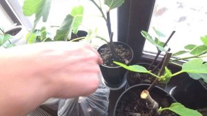 Инжир. Почему сохнут листья на черенках. Мои условия выращивания инжира дома.