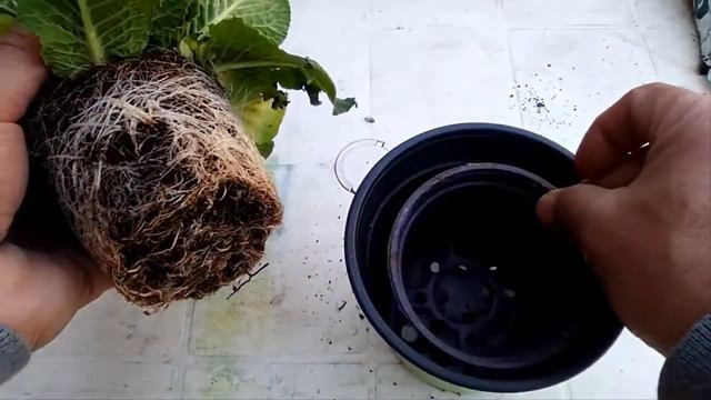 LA PRIMULA E LE CURE