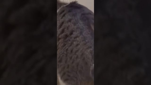 смешные видео ролики животных 😺😻😼#рекомендации #животные #котики #смех #кот #милота #смешно #милашк смотреть онлайн