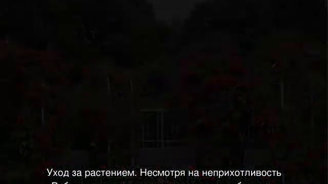 Роза Робуста (Robusta) — описание сортового куста смотреть онлайн