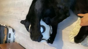 Пантера Луна дома на отдыхе ??