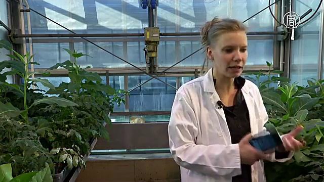 Приложение помогает фермерам различать паразитов и болезни растений (новости) смотреть онлайн