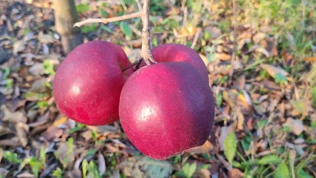 Чорний принц. Яблуня Ред Джонапринц (apple Red Jonaprince). Огляд та порівняння плодів смотреть онлайн