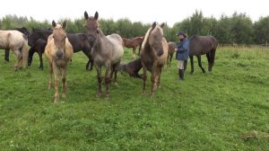 Как научиться понимать лошадей...