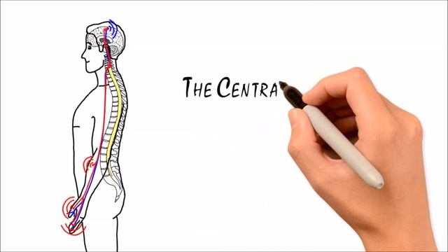 The Beginners Guide to Chiropractic смотреть онлайн