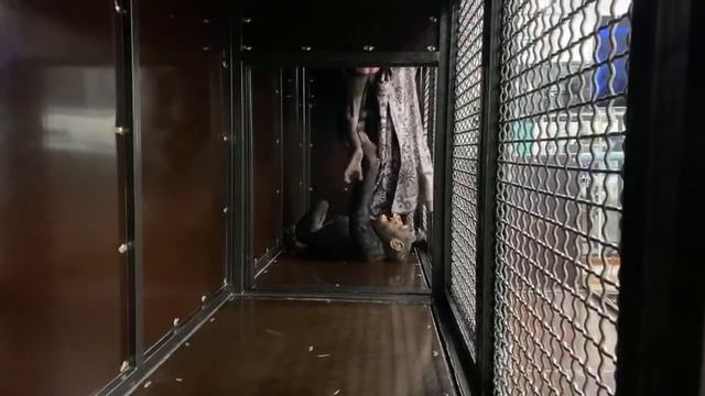 В Магнитогорском Цирке у шимпанзе Мальты и Бони смотреть онлайн