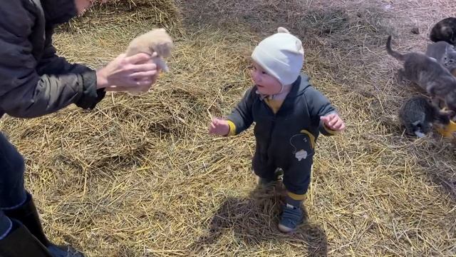 Коты встречают Дашу смотреть онлайн