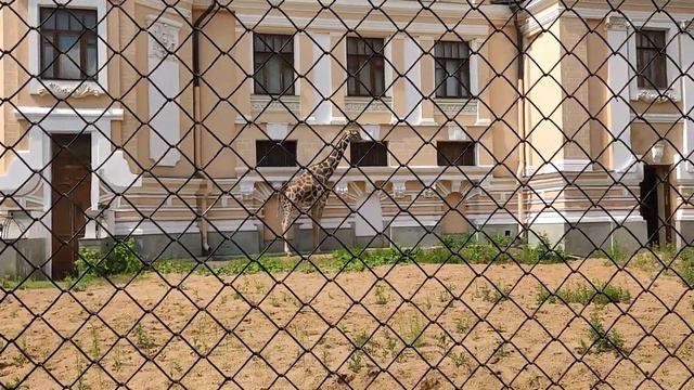 Московский зоопарк 060723 ч 1 смотреть онлайн