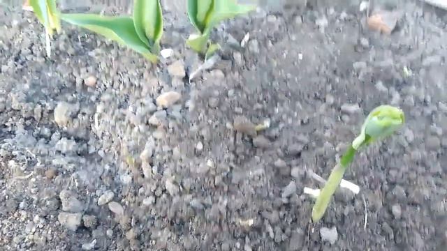 Купила новые цветы. смотреть онлайн