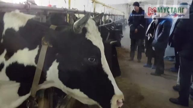 Семинар по животноводству компании Мустанг-Сибирь на базе ПЗ Комсомольское. смотреть онлайн