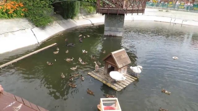 Водоплавающие на пруду смотреть онлайн